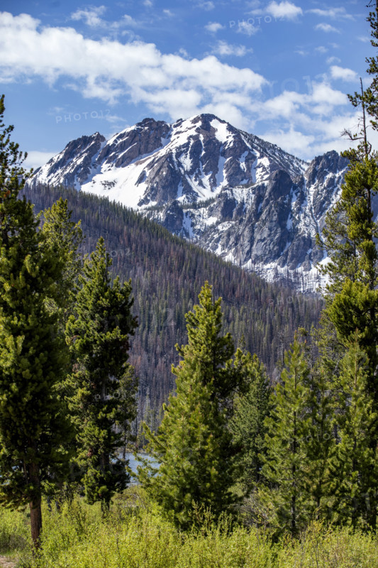 Sawtooth Mountains with trees in foreground