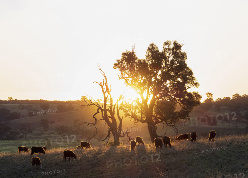 Herd of cattle grazing in field at sunset
