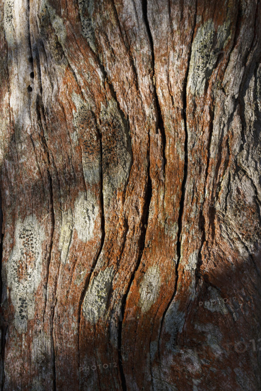 Dappled sun lights tree trunk covered in orange lichen