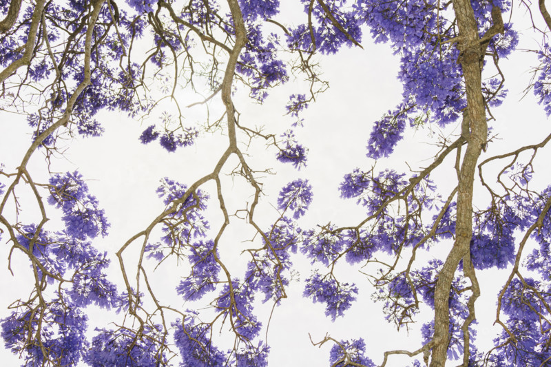 Close-up of brightly backlit jacaranda tree