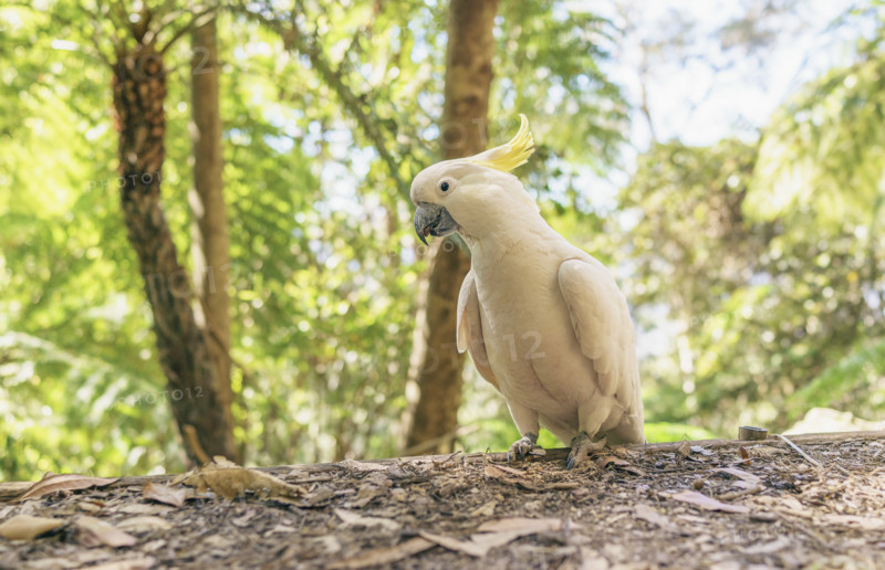 Sulphur-crested cockatoo on ground
