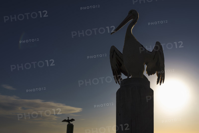 Silhouette of Australian pelican on top of pier