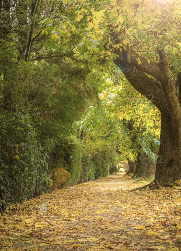 Treelined footpath in autumn
