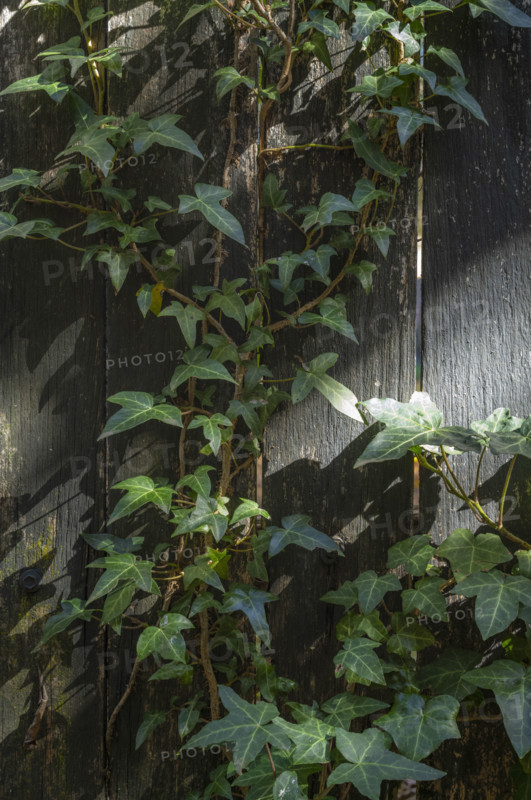 Close-up of ivy growing on wooden paling fence