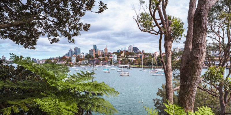 Sydney Harbour framed by trees and ferns