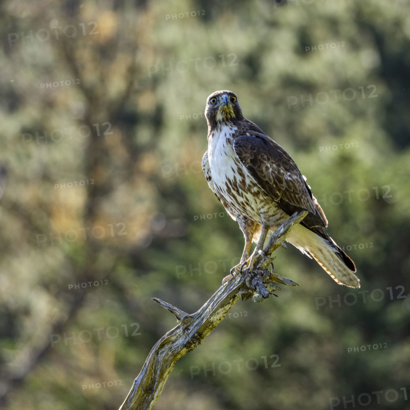 Juvenile Red-tailed hawk perching on branch