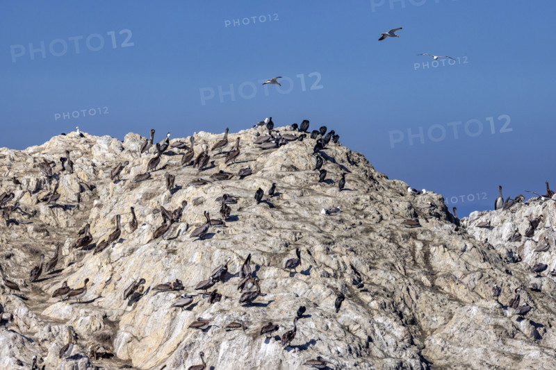 Bird Rock on 17-Mile Drive