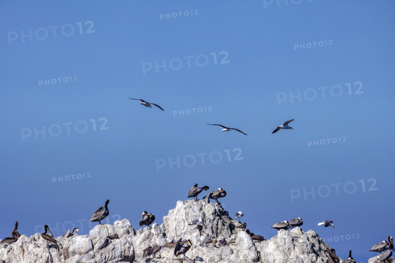 Bird Rock on 17-Mile Drive
