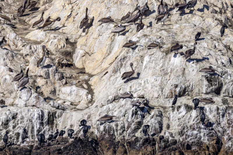 Bird Rock on 17-Mile Drive