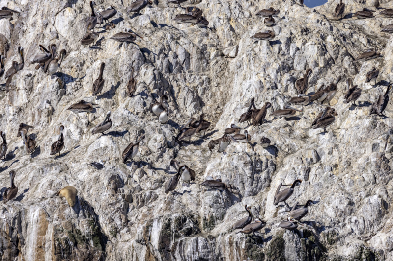 Bird Rock on 17-Mile Drive