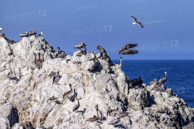 Bird Rock on 17-Mile Drive