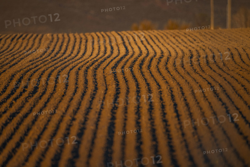 Fresh furrows in spring planting