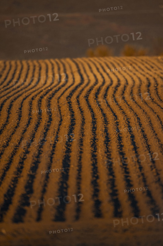 Fresh furrows in spring planting