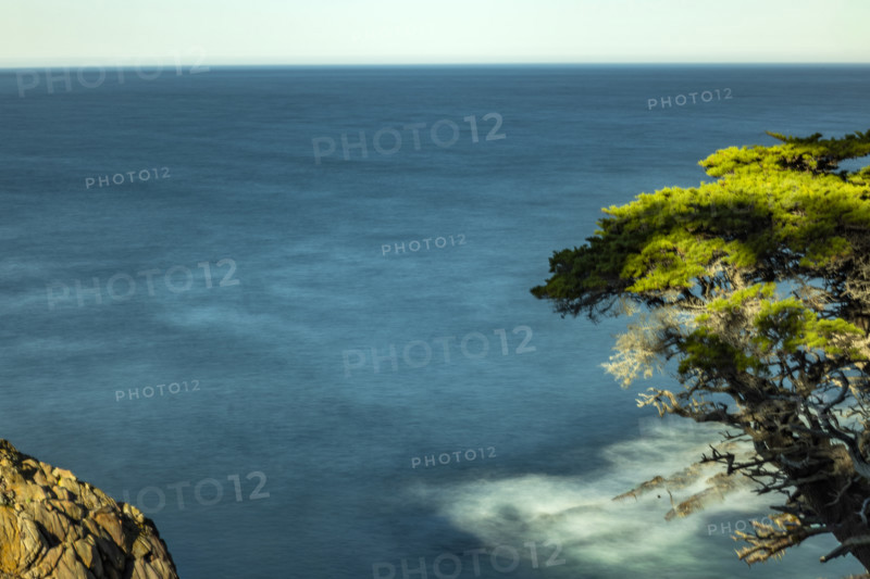 Calm ocean and tree at Point Lobos State Natural Reserve