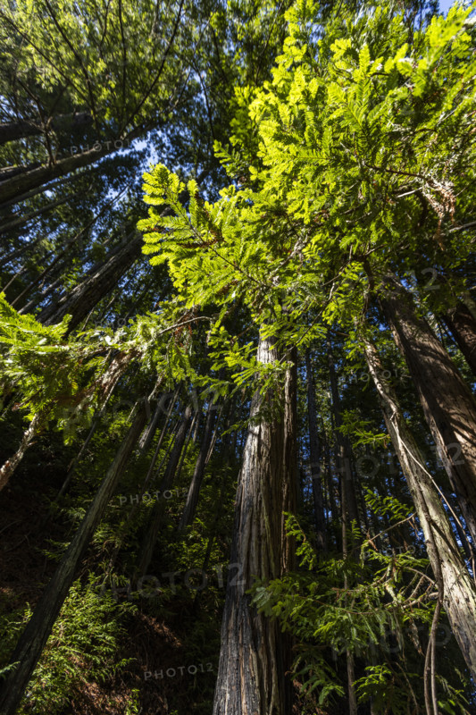 Low angle view of coastal trees