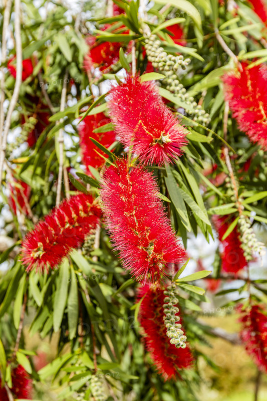 Close-up of Crimson Bottlebrush at University of California Arboretum