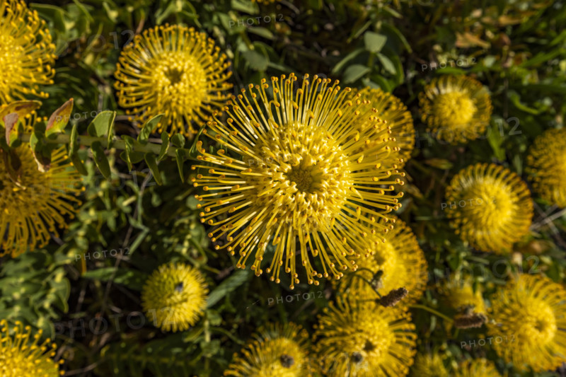 Close-up of Leucospermum patersonii flowers