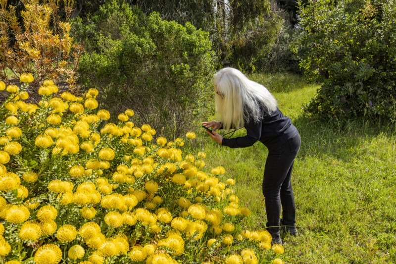 Senior blonde woman photographing flowers with smart phone
