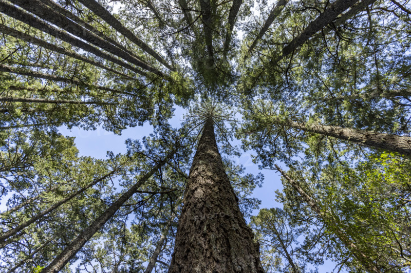 Low angle view of tall trees at Dipsea Trail