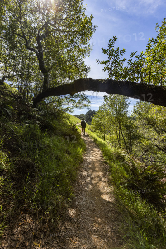 Rear view of senior woman hiking at Dipsea Trail