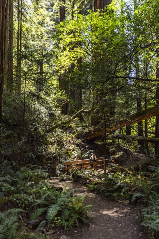 Senior woman hiking at Dipsea Trail