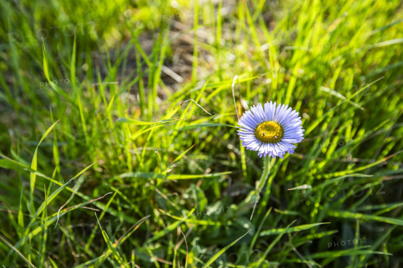 Close-up of purple wildflower