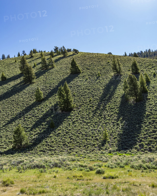 Pine trees on green hill on sunny day