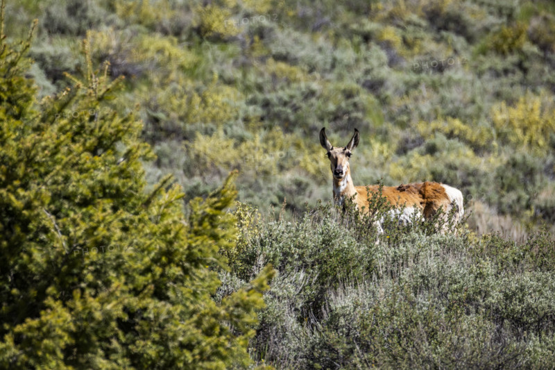 Pronghorn antelope standing on sage hillside