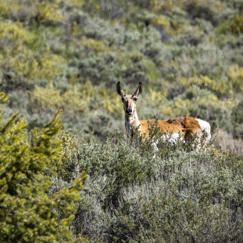 Pronghorn antelope standing on sage hillside