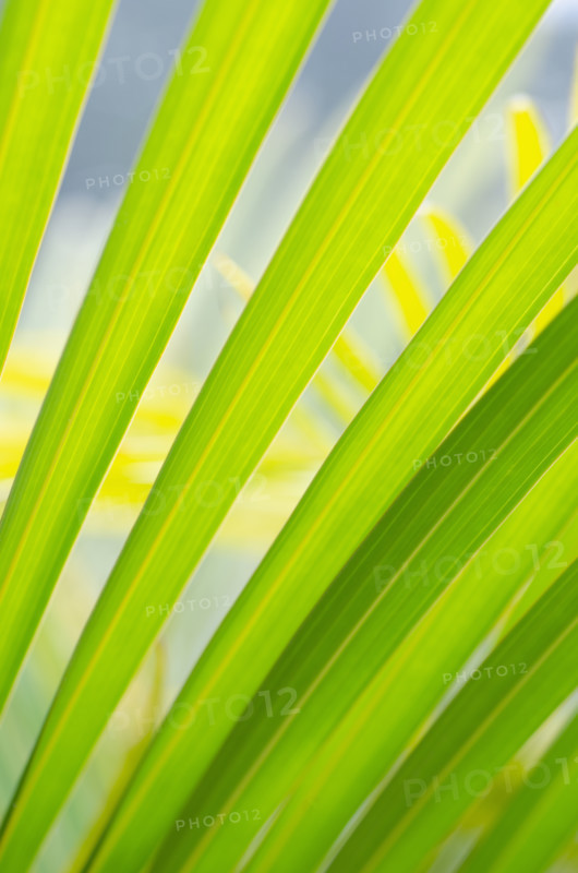 Close-up of green palm frond
