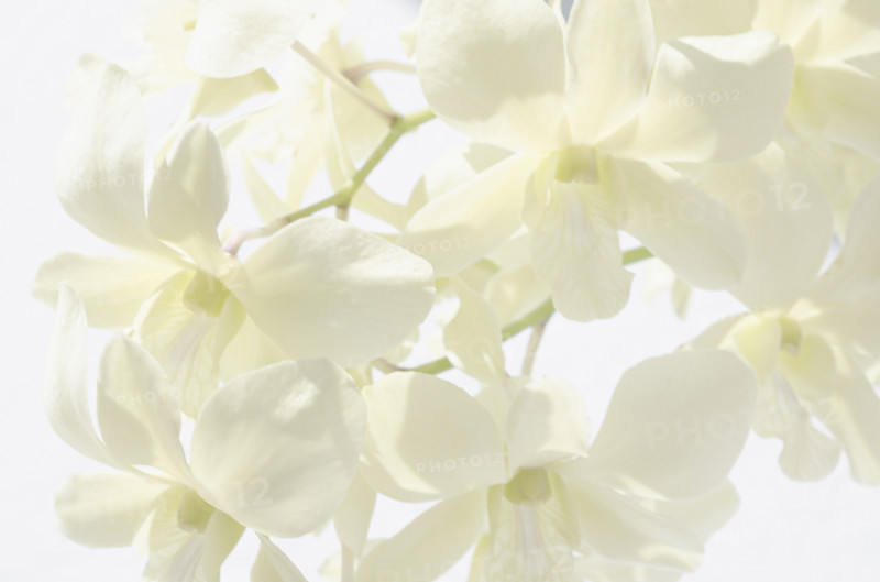 Close-up of white orchids on white background