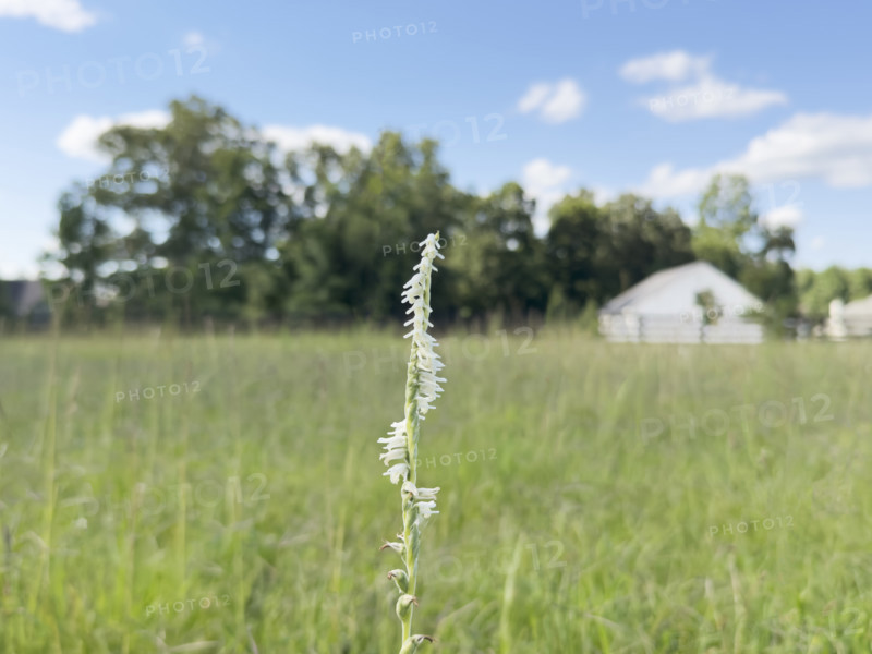Spring Ladys Tresses flower growing in farm pasture