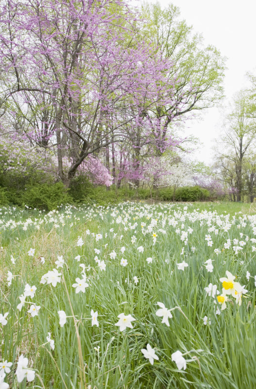 Daffodil flowers in field and blooming trees