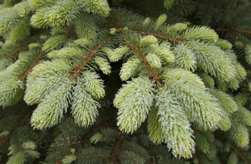 Close-up of new growth on blue spruce tree