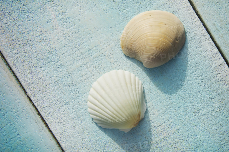Two small seashells on light blue deck