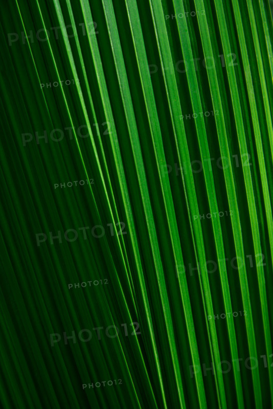Close-up of tropical green leaf. Boca Raton, Florida, United States