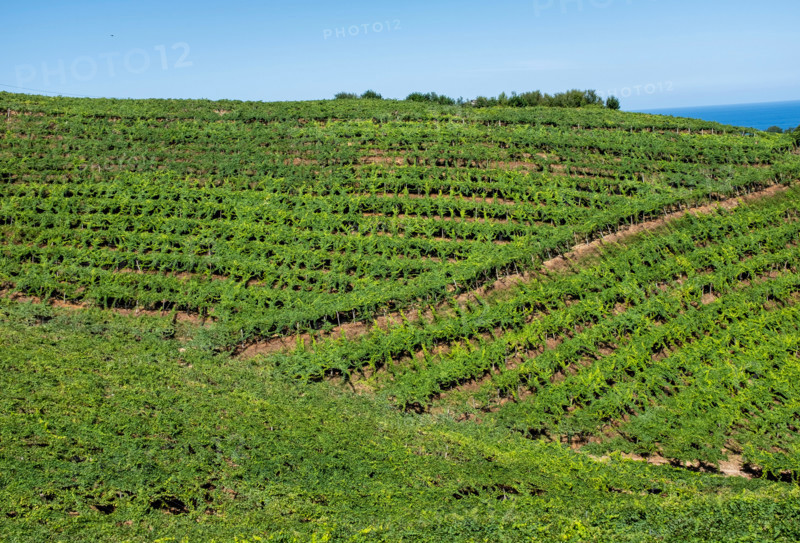 Hills with green vineyards. Zumaia, Gipuzkoa, Spain