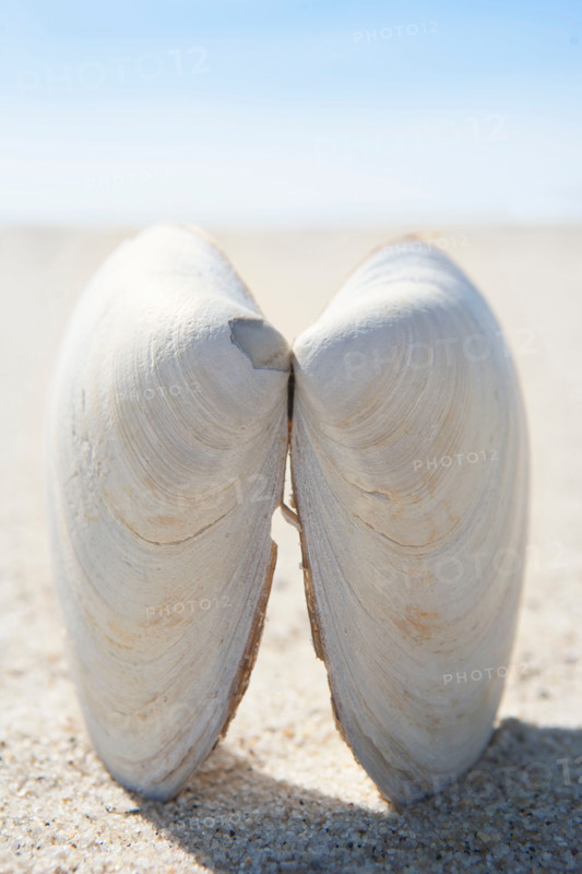 Close-up of clam shell on beach. Nantucket, Massachusetts, United States