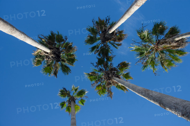 Low angle view of palm trees against clear sky. Apalachicola, Florida, United States