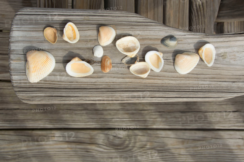 Overhead view of cockle shells on wooden arm of adirondack chair. St. George Island, Florida, United States