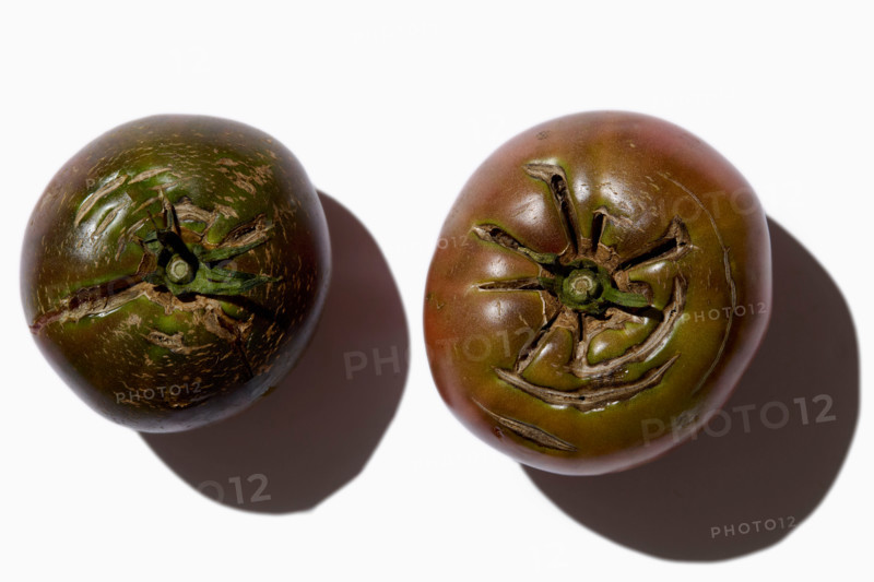 Overhead view of heirloom tomatoes on white background. New York City, New York State, United States