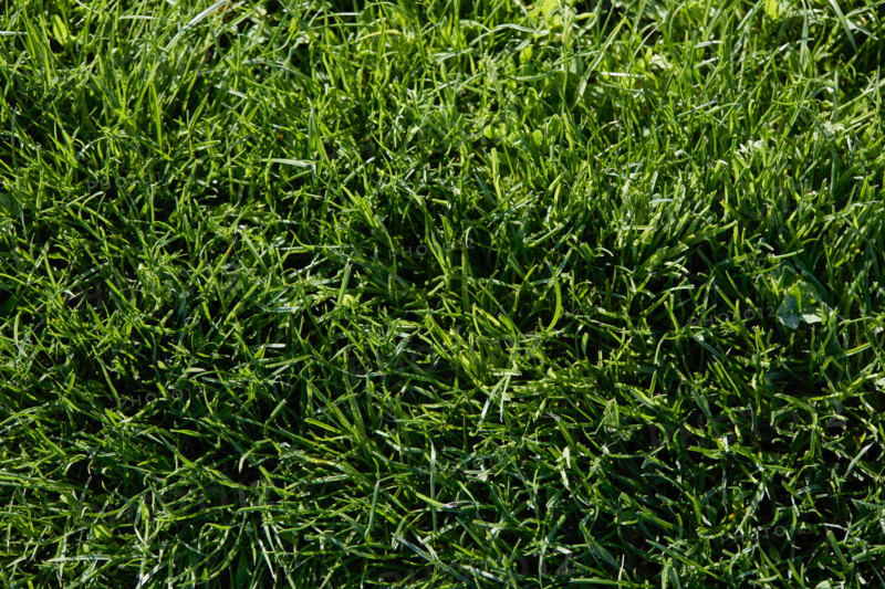 Close-up of green grass. Woodstock, New York State, United States