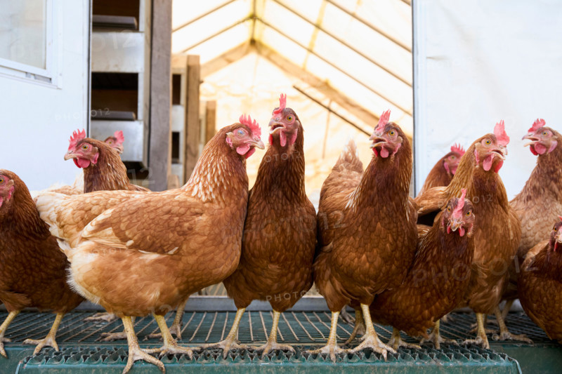 Group of brown chickens in coop. Woodstock, New York State, United States