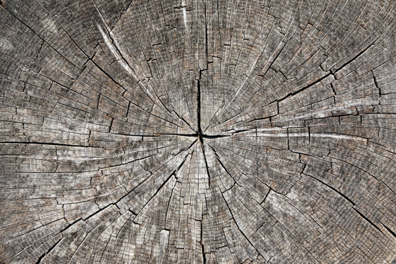Closeup of cracked tree stump. Woodstock, New York State, United States