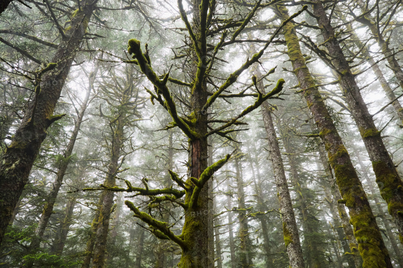 Low angle view of moss covered trees in Fort Abercrombie State Park. Kodiak, Alaska, United States