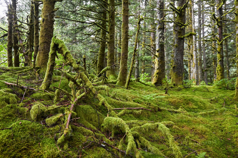 Moss covered trees in Fort Abercrombie State Park. Kodiak, Alaska, United States
