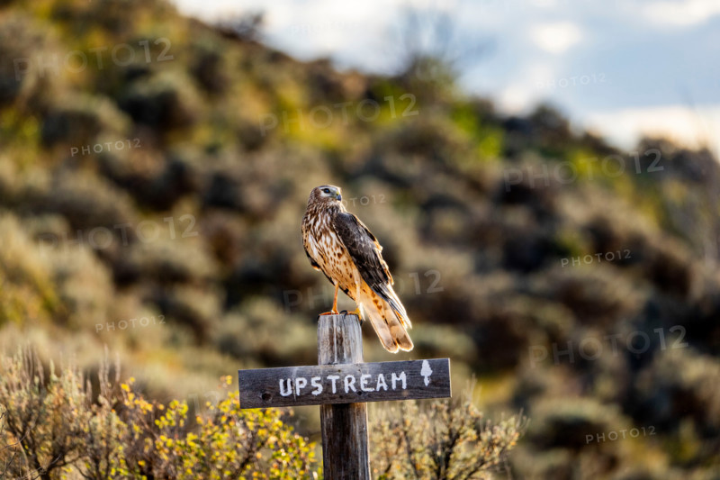 Northern Harrier hawk perched on Upstream sign. Bellevue, Idaho, United States