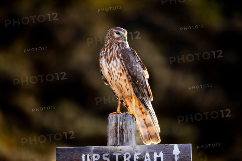 Northern Harrier hawk perched on Upstream sign. Bellevue, Idaho, United States