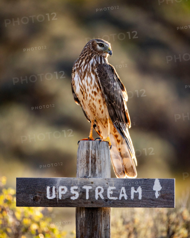 Northern Harrier hawk perched on Upstream sign. Bellevue, Idaho, United States