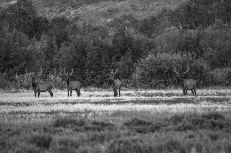 Four bull moose in field. Bellevue, Idaho, United States